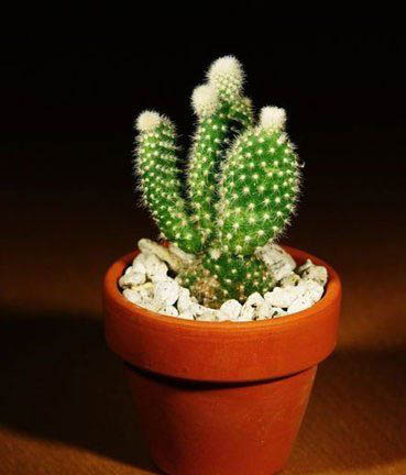 上班必看:办公室绿植风水