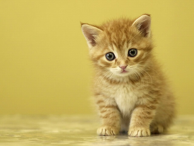 你家屋内适宜养猫吗？